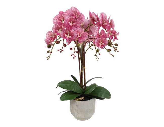 Countryfield Kunststofplant Orchidee/Phalaenopsis – XL - Roze – L11xB38xH66 cm