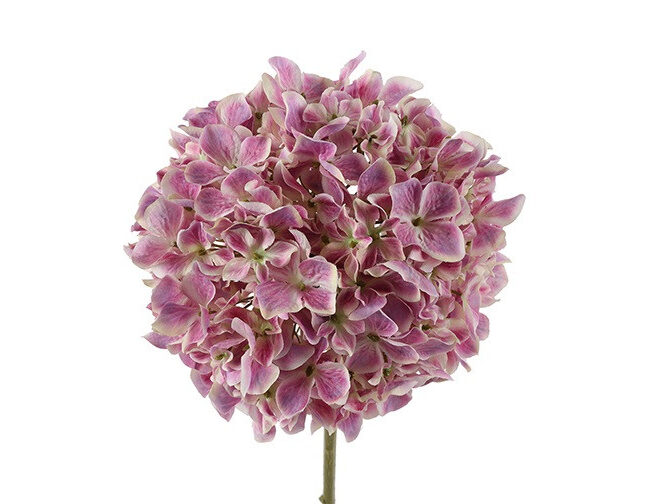 countryfield - Kunstbloem Hydrangea - roze – kunststof/zijde - L68 x B15 x H15 cm