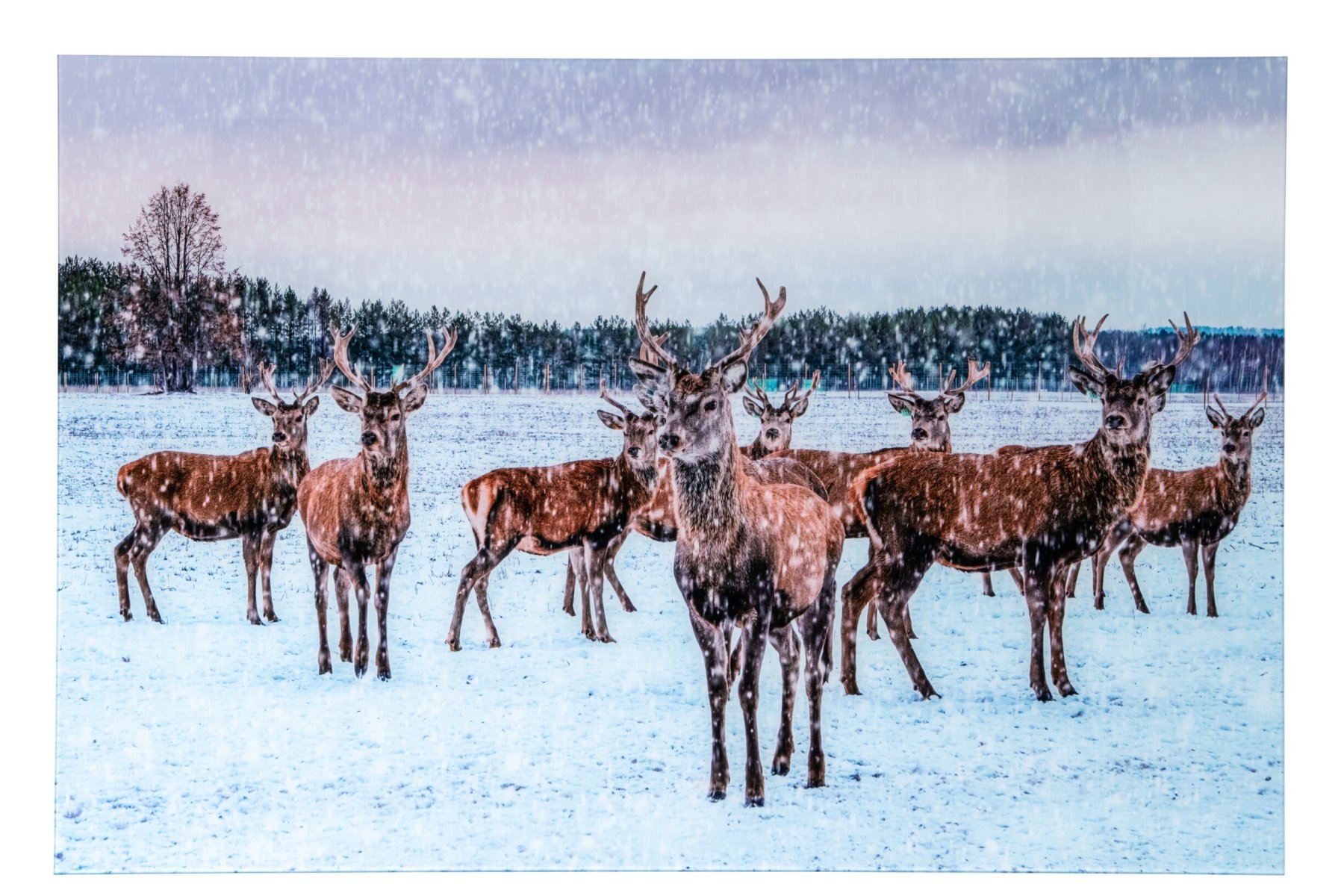 Wanddecoratie – j-line - Roedel Herten in de Winter – Glas - Multi - 120 × 0,4 × 80 cm - enkel afhalen/geen verzending